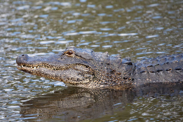 istock American Alligator with head raised in swamp 927277160