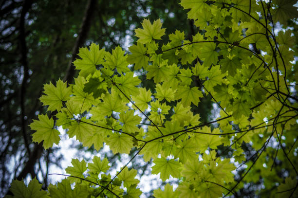 Lush Green Leaves during Spring Lush Green Leaves during Spring rochester new york state stock pictures, royalty-free photos & images