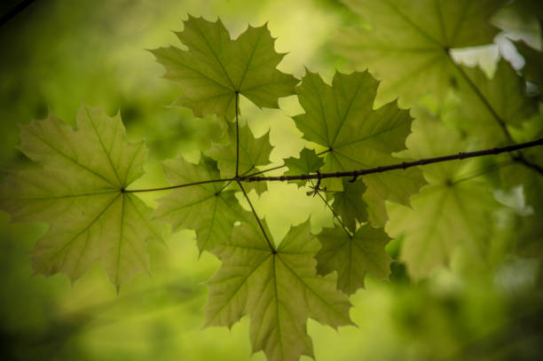 Lush Green Leaves during Spring Lush Green Leaves during Spring rochester new york state stock pictures, royalty-free photos & images