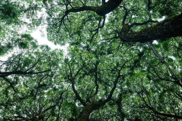 istock Emerald green canopy of trees in the forest 927296148