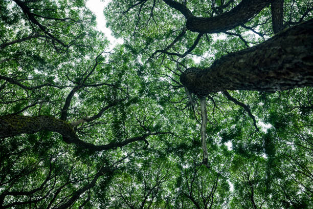 istock Emerald green canopy of trees in the forest 927296150
