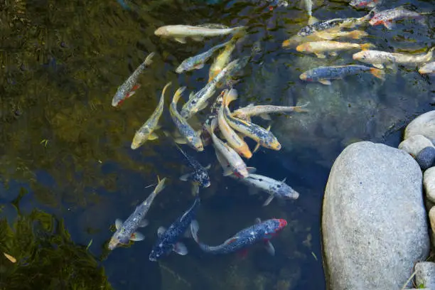 Koi Pond