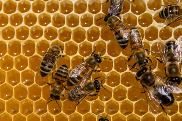 istock closeup of bees on honeycomb in apiary 927298644
