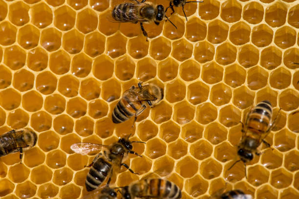 istock closeup of bees on honeycomb in apiary 927298650