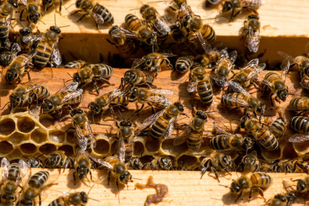 istock closeup of bees on honeycomb in apiary 927298802