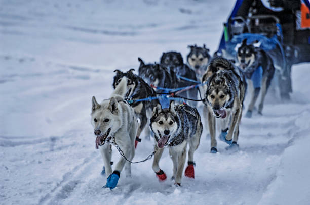 istock Dogs of The Sled - Copper Basin 300 927299028