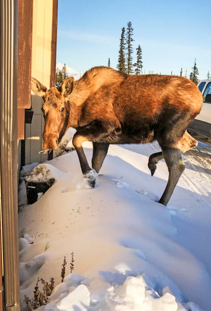 istock Moose eating out of Flower Pot 927299204
