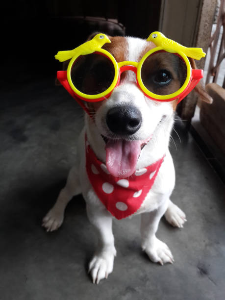 istock Jack Russell  Wearing sunglasses 927299288