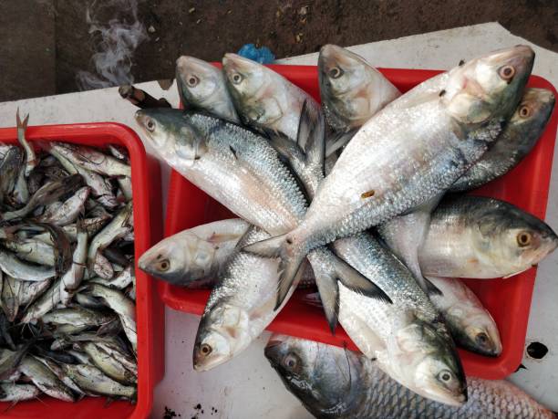 istock Seafood background food 927299844