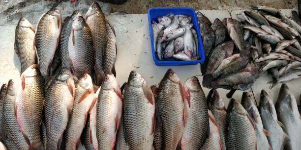 istock Seafood background food 927300004