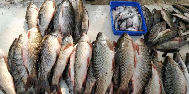 istock Seafood background food 927300160