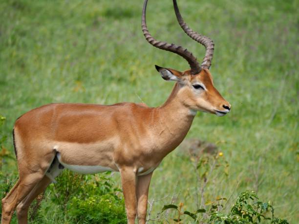 istock Lake Nakuru National Park 927302498
