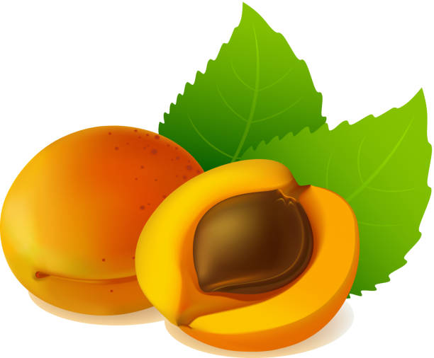 Apricot fruits vector art illustration