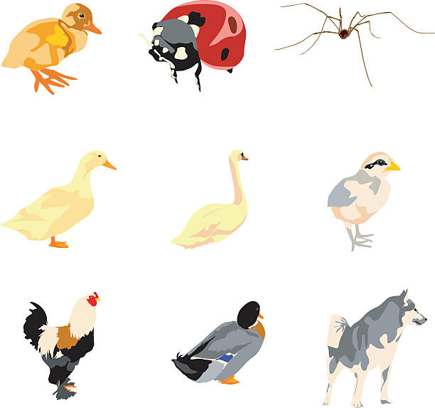 Vector animals Vector color animals (from left to right): baby duck, ladybug, spider, domestic duck, swan, baby chicken, rooster, wild duck, husky dog. File contains: .eps(8), .ai(cs2), .svg seven spot ladybird stock illustrations