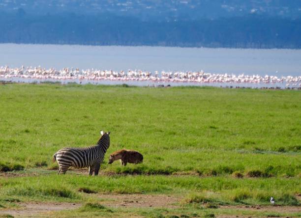 istock Lake Nakuru National Park 927306318