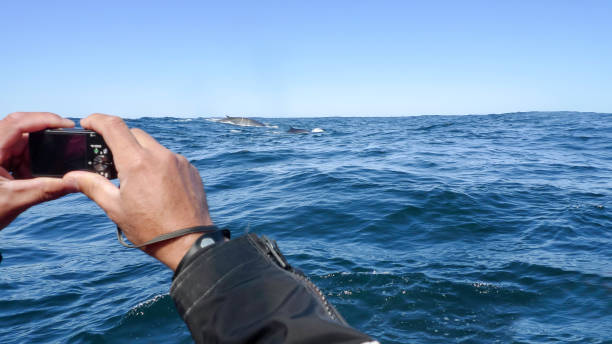 istock Whale watching in Nova Scotia 927308760