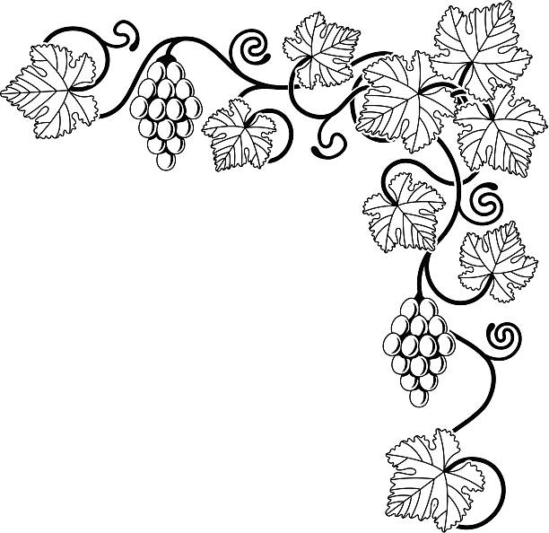 виноград лоза элемент дизайна - grape bunch fruit stem stock illustrations