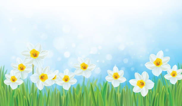 vektor-narzisse blumen. - daffodil spring backgrounds sky stock-grafiken, -clipart, -cartoons und -symbole