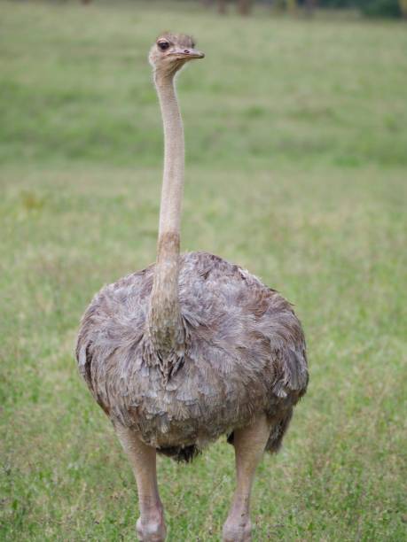 istock Lake Nakuru National Park 927309940