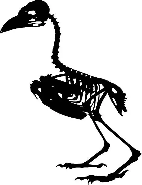 Vector illustration of bird skeleton