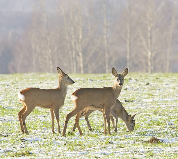 istock Small herd of roes on the snow-covered field 927312552