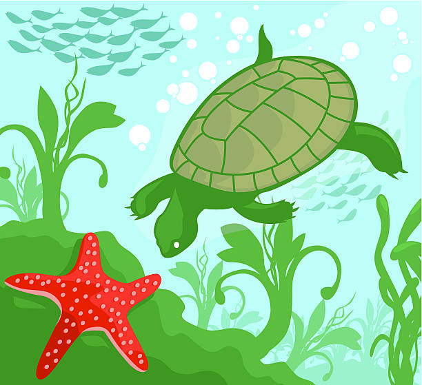 Turtle Explorer Vector Illustration of a turtle investigating a starfish sitting on a reef. All elements saved on separate layers.  clearwater florida stock illustrations