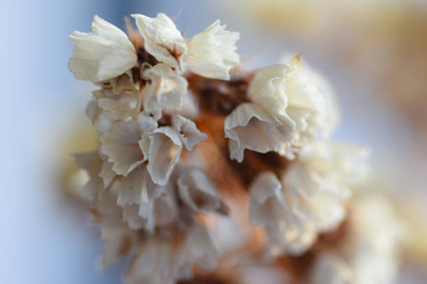 Beautiful white dried flowers on a branch