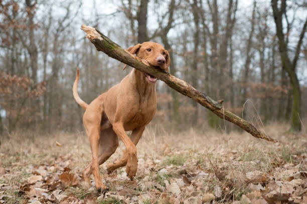 istock Running funny hunter dog with big branch 927320260