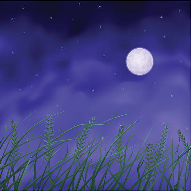 Wheat field at night vector art illustration