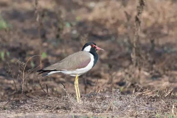 The red-wattled lapwing (Vanellus indicus) is a lapwing or large plover, a wader in the family Charadriidae. Like other lapwings they are ground birds that are incapable of perching. Their characteristic loud alarm calls are indicators of human or animal movements