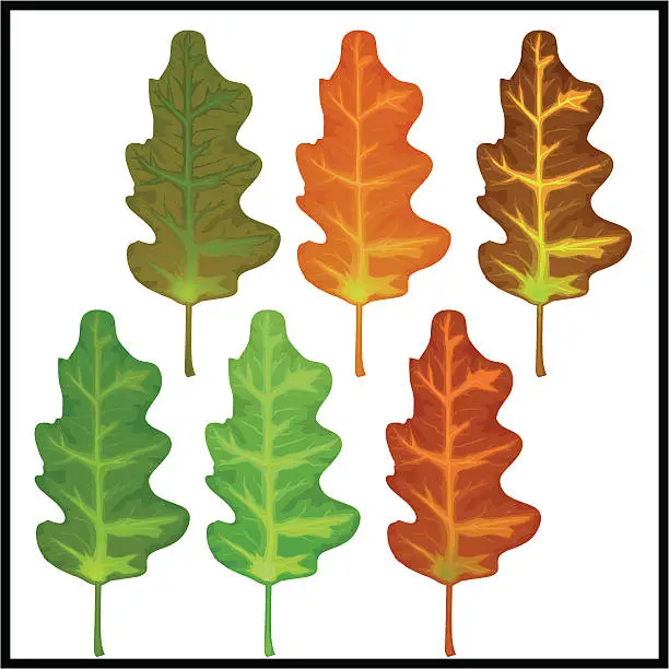 Vector illustration of Fall leaves 03