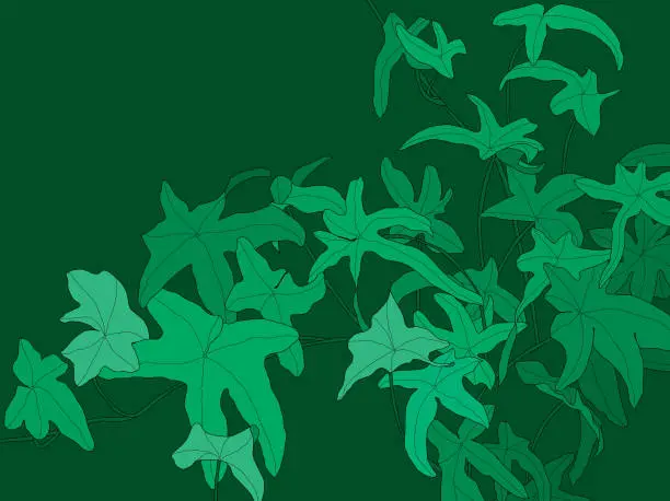 Vector illustration of Ivy