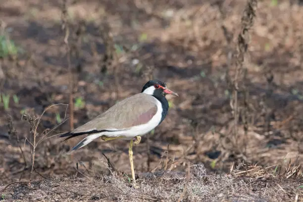 The red-wattled lapwing (Vanellus indicus) is a lapwing or large plover, a wader in the family Charadriidae. Like other lapwings they are ground birds that are incapable of perching. Their characteristic loud alarm calls are indicators of human or animal movements