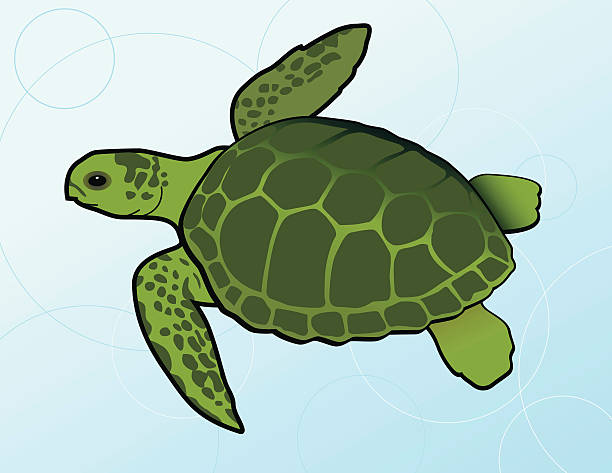Swimming Green Sea Turtle (Chelonia Mydas)  green turtle stock illustrations