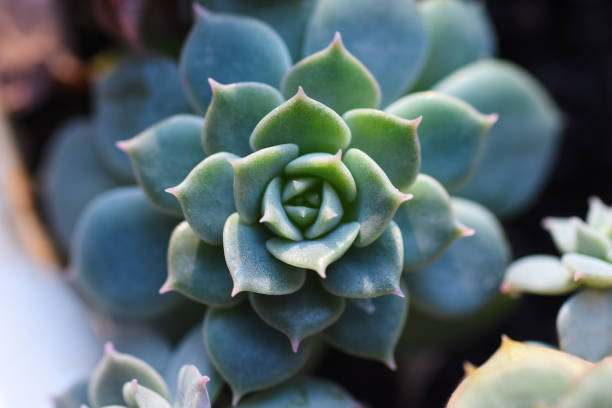 istock Macro plant flower cactus close-up 927328930