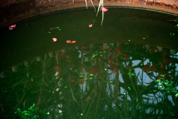 Small pond in the garden.