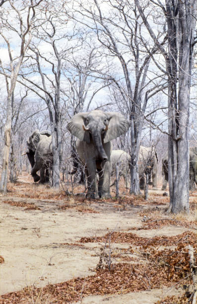 słonie (loxodonta africana), park narodowy hwange, zimbabwe, afryka - hwange national park zdjęcia i obrazy z banku zdjęć