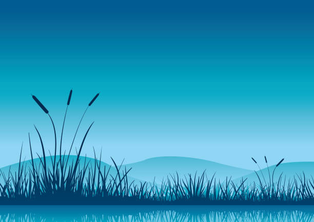 Marshland early morning. Marshland early morning. Elements are layered separately in vector file. CMYK color mode. High resolution jpg file included (4961 x 3508) marsh illustrations stock illustrations