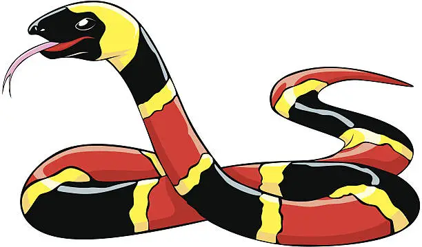 Vector illustration of Eastern Coral Snake