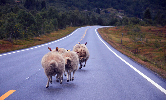 Sheep running on an empty road in Norway