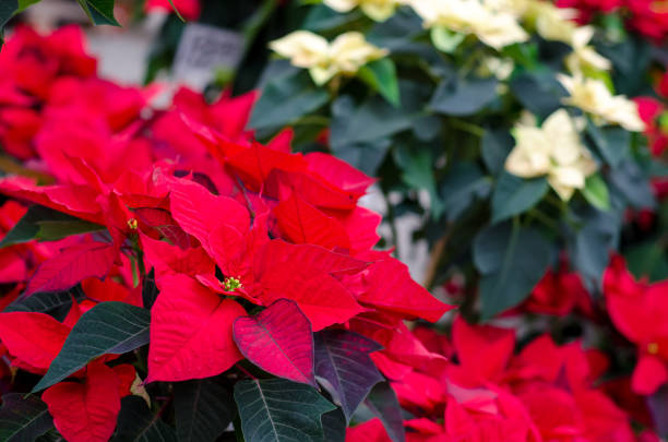 istock Poinsettia red flower 927335712
