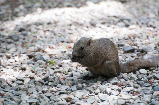 istock Taiwan squirrel in Kamakura City. 927336194