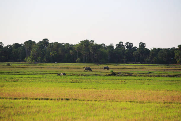 istock cambodia farmland village 927336380