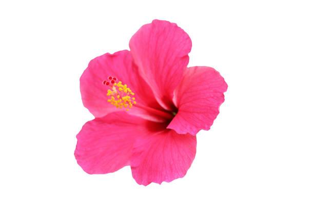 istock Pink fresh Hibiscus flower on white background 927336428