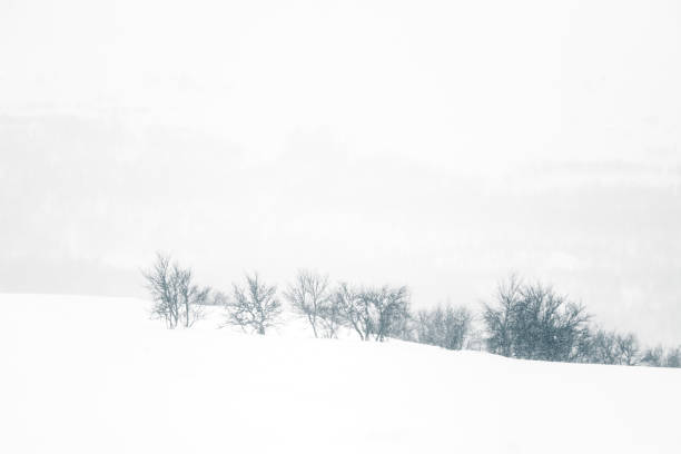 istock A beautiful minimalist landscape in heavy snowfall. 927337198