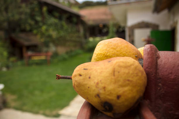 Fresh ripe organic pears