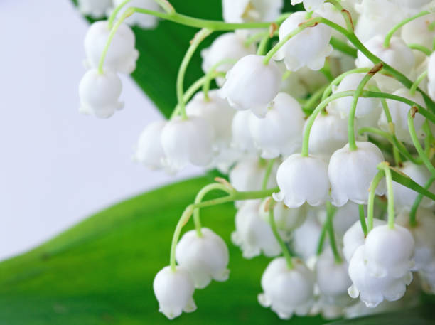 グリーン muguet 花束 - lily nature flower macro ストックフォトと画像