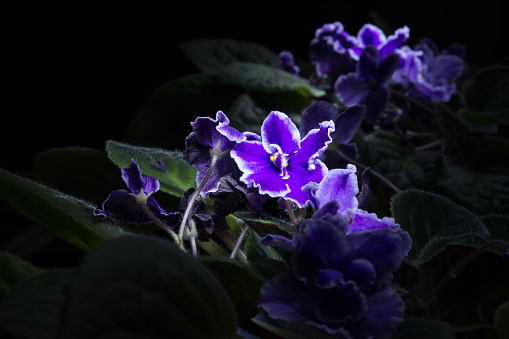 African violet in the dark with reflection in the mirror, a long exposure photo.