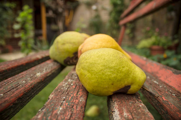Fresh green pears against an old textural wooden surface, close up. Autumn harvest of pears and apples.