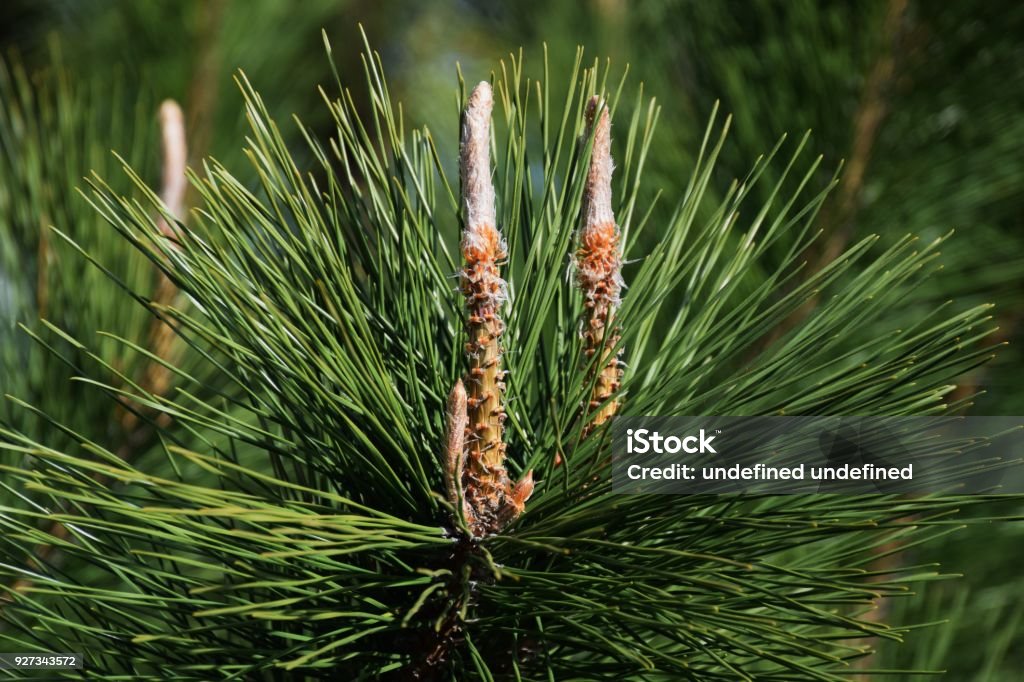 Pine needles and shoots Brilliant green pine needles and shoots Bud Stock Photo